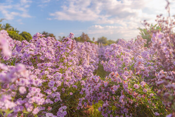 Flower garden