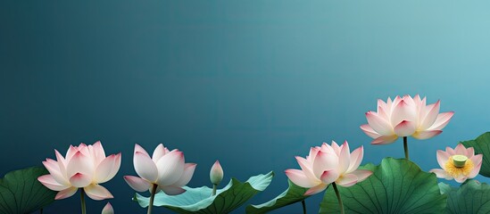 Pattern of lotus petals
