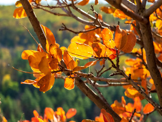 bright autumn leaves glow in the sun close-up