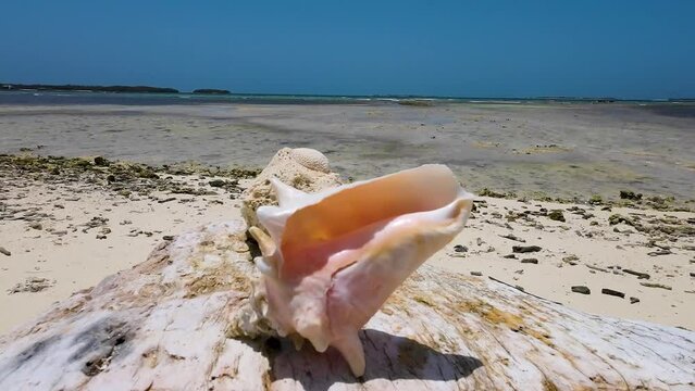 Queen conch shell on white sands and crystal waters barely-touched beach, postcard view Los Roques