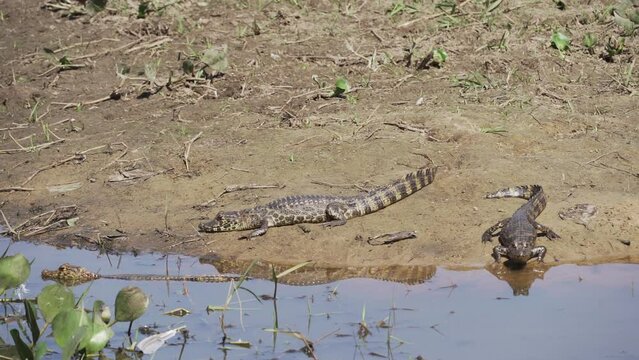 Caiman at the river banks of the Transpantaneira gravel road towards Porto Jofre through the Pantanal, the biggest swamp area of the world in Brazil, relaxing and sunbathing.