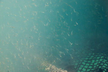 Fototapeta na wymiar Snapper and grouper seeds are cultivated in floating net cages