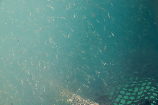 Snapper and grouper seeds are cultivated in floating net cages