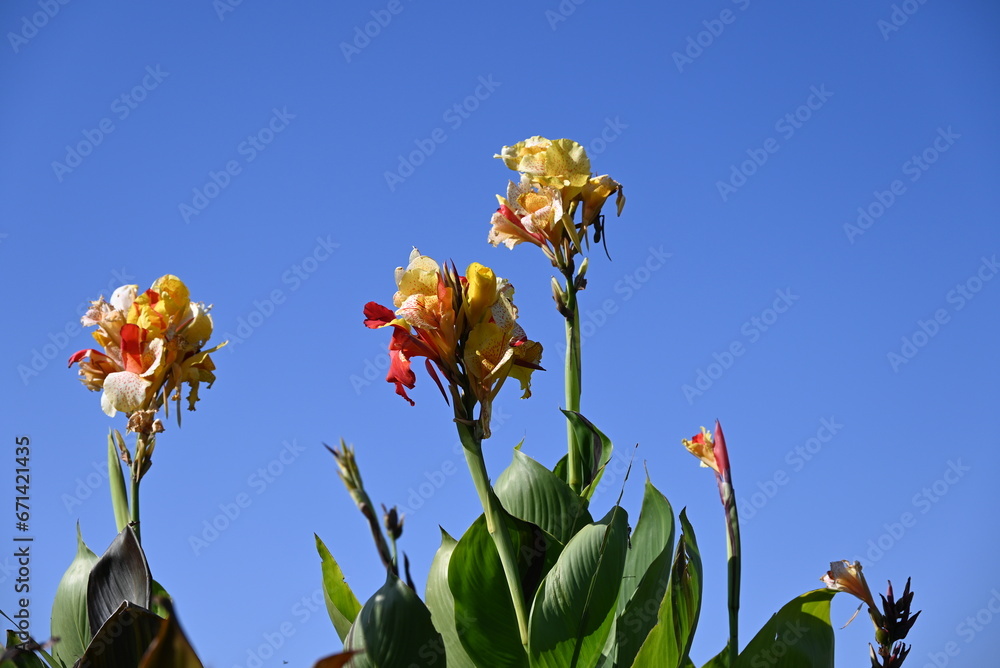 Poster Canna flowers. Cannaceae perennial bulbous tropical plants. The colorful flowers bloom from August to October.