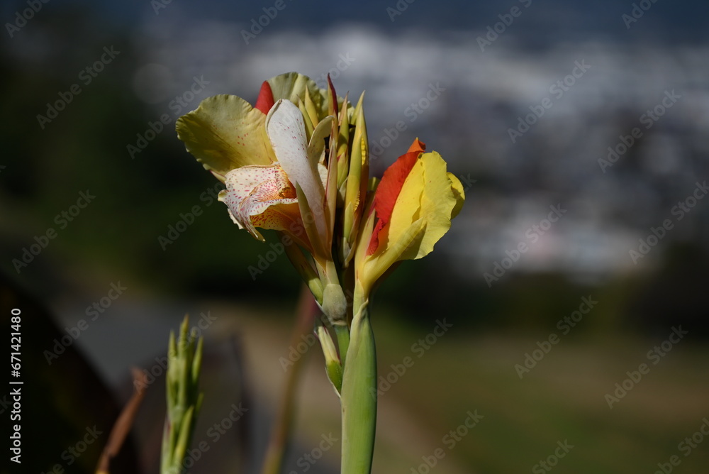 Sticker canna flowers. cannaceae perennial bulbous tropical plants. the colorful flowers bloom from august t