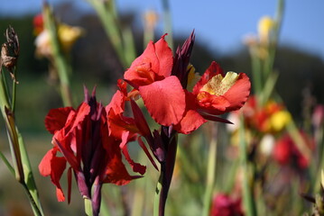 Canna flowers. Cannaceae perennial bulbous tropical plants. The colorful flowers bloom from August to October.