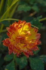 A photo of large yellow flowers