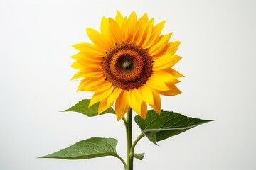 Photo of a blooming sunflower against a solid white background. Generative AI