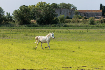 One adult white horse in carmarque galloping across a green meadow