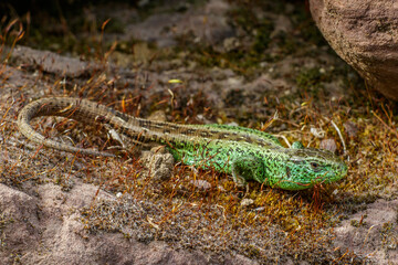 Zauneidechse (Lacerta agilis) Männchen