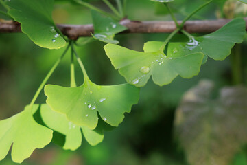 Fresh green ginkgo leaves on tree in garden after rain with water drops