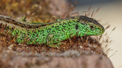 Zauneidechse (Lacerta agilis) Männchen