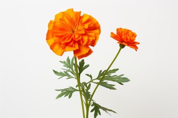 Photo of a bright orange marigold against a solid white background. Generative AI