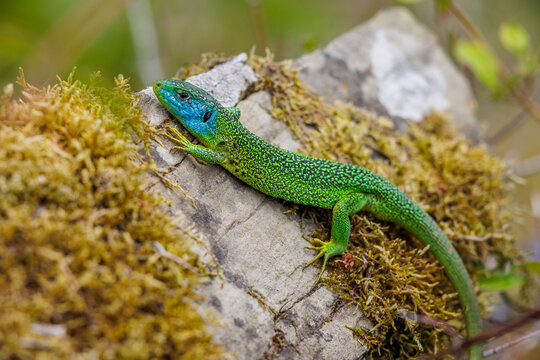 Westliche Smaragdeidechse (Lacerta bilineata) M&auml;nnchen