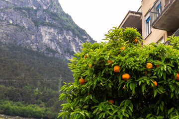 Orange trees with fruits and flowers as avenue trees in the streets of the Italian town of Riva del...
