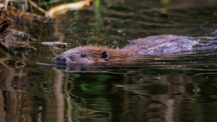 Biber (Castor fiber)