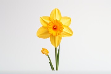 Photo of a cheerful daffodil against a solid white background. Generative AI