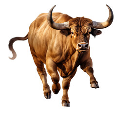 bull shot isolated on transparent background cutout