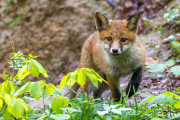 Rotfuchs (Vulpes vulpes) Junger