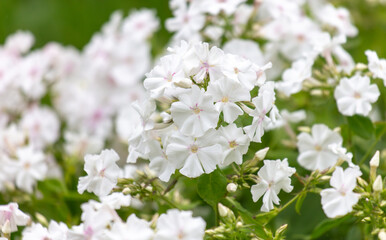 White flowers in nature. Close-up