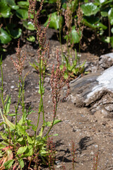 スイバ（蓚・酸葉）　学名：Rumex acetosa 生薬名：サンモコン（酸模根）薬用部分は根