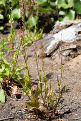 スイバ（蓚・酸葉）　学名：Rumex acetosa 生薬名：サンモコン（酸模根）薬用部分は根