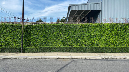 Fototapeta na wymiar Green wall building in the city.