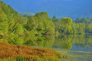 View of trees reflections on lake in Mollaköy, Sakarya, Turkey.