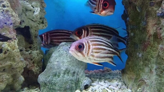 Striped squirrelfish swimming in blue water aquarium at Institute of Oceanography, Nha Trang city, Vietnam.