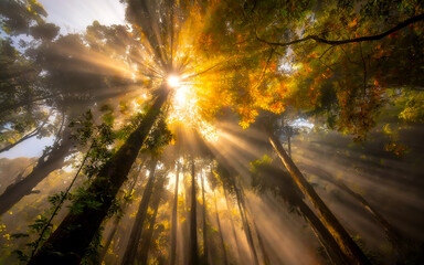 Autumn forest with fog and sun rays from a frog's perspective, AI generated