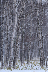 冬の奥日光の森