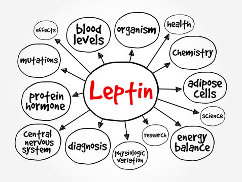 Leptin is a hormone made by adipose cells and its primary role is to regulate long-term energy balance, mind map concept background