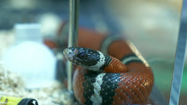 Resting motionless with its coiled body, a scarlet kingsnake is sticking its tongue out inside a terrarium in a zoo in Bangkok, Thailand.