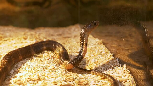 Peering through its glass terrarium, a King Cobra cranes its neck to look out of its cage inside a zoo in Bangkok, Thailand.