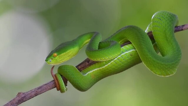Zooming out on a close-up of a White-lipped Pit Viper Trimeresurus albolabris coiling on a tiny branch inside Kaeng Krachan NAtional Park in Petchaburi province in Thailand.
