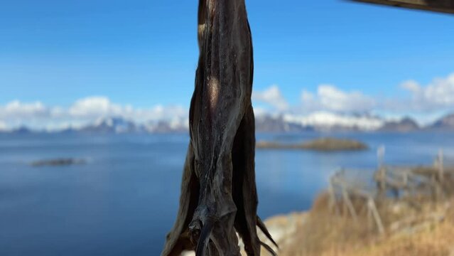 Panning up shot of a traditional Norwegian stockfish drying on a wooden rack outside near the ocean as has been done since the era of the Vikings