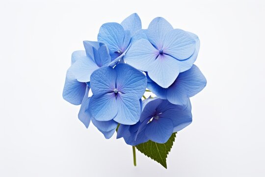 Photo of a striking blue hydrangea on a solid white background. Generative AI
