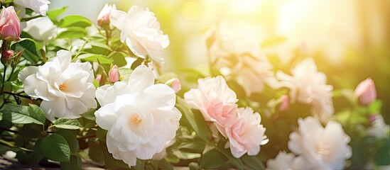 Fototapeta na wymiar White jasmine bush and pink roses create a garden arrangement