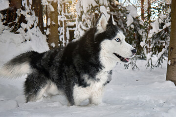 Siberian Husky dog in winter sunny forest.