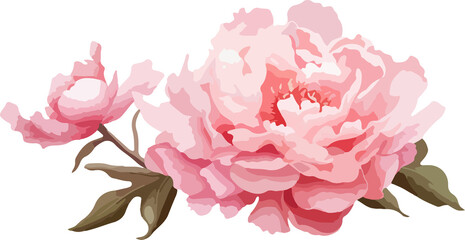 Watercolor peony flower clipart vector design illustration isolated on white background