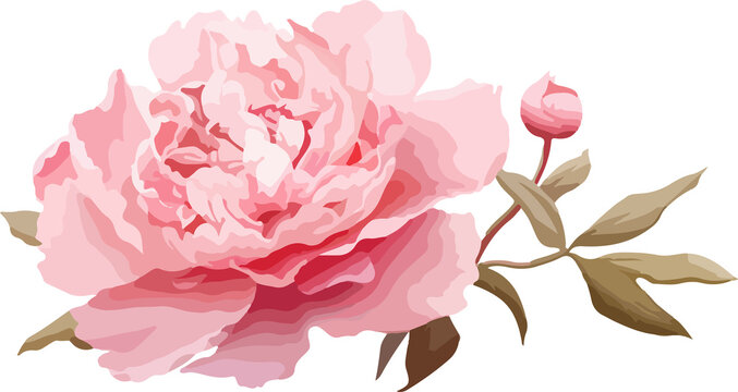 Watercolor Peony Flower Clipart Vector Design Illustration Isolated On White Background