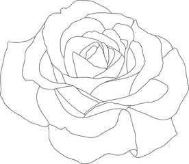 Rose drawing clipart vector design illustration isolated on white background