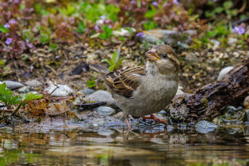 Haussperling (Passer domesticus) Weibchen beim Baden