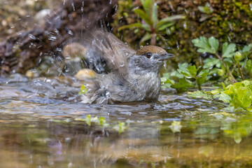 Mönchsgrasmücke (Sylvia atricapilla) Weibchen