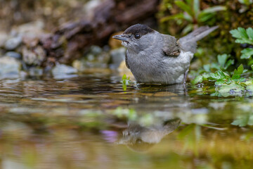 Mönchsgrasmücke (Sylvia atricapilla) Männchen