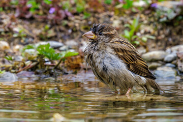 Haussperling (Passer domesticus) Weibchen beim Baden