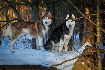 Two Siberian Huskies dogs in the winter sunny forest.