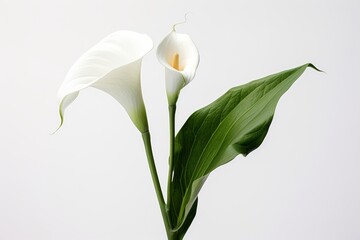 Photo of an elegant calla lily with a solid white background. Generative AI - obrazy, fototapety, plakaty
