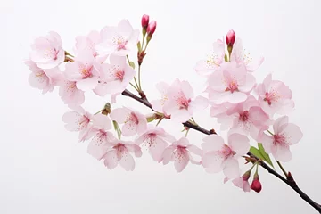 Gordijnen Photo of delicate cherry blossoms on a solid white background. Generative AI © Aditya