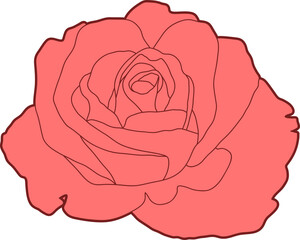 Rose drawing clipart vector design illustration isolated on white background